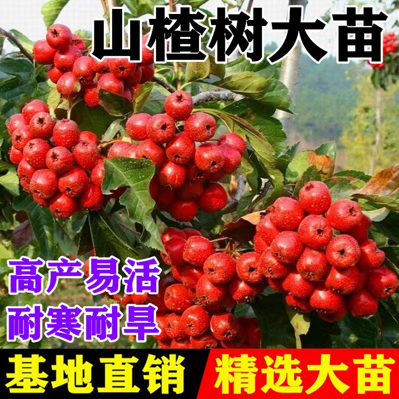 山楂树活苗嫁接山里红甜红子山楂苗大五棱南北方种植当年结果包邮