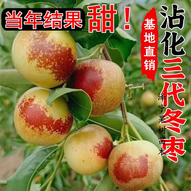 沾化三代冬枣苗树南北方地栽特大果树活苗盆栽嫁接枣子树当年结果