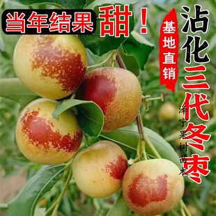 沾化三代冬枣苗树南北方地栽特大果树活苗盆栽嫁接枣子树当年结果