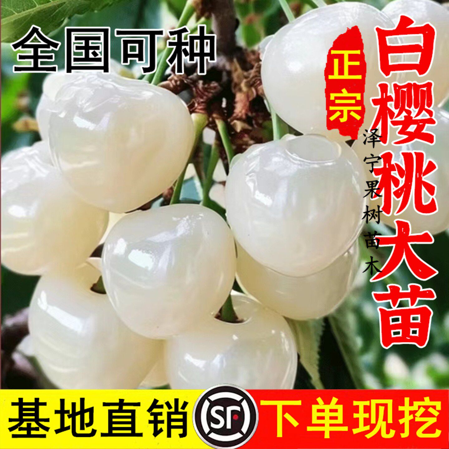 白樱桃苗正宗嫁接南北方庭院种植特大号耐寒矮化盆栽果树当年结果