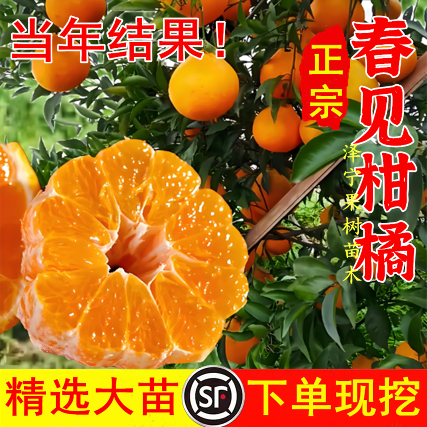 橘子苗树南北方庭院地栽盆栽嫁接桔子青见杂柑橘苗带原土当年结果