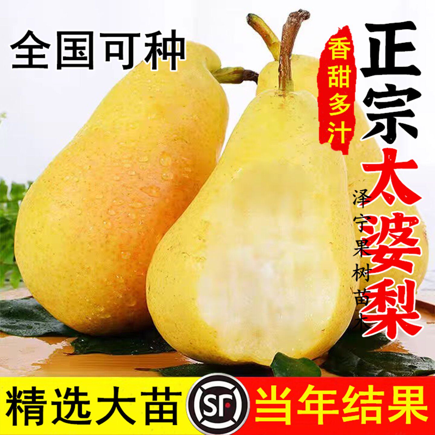 太婆梨苗 嫁接果树苗当年结果 香蕉梨苗大头巴梨香软梨酥梨树带土