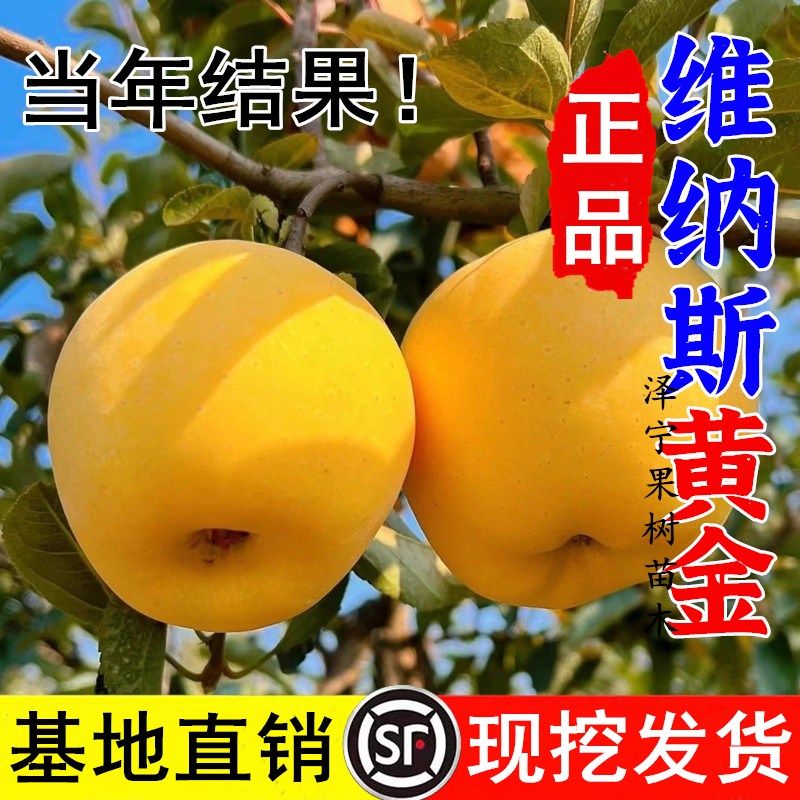 嫁接维纳斯黄金苹果树果苗晚熟南北方庭院盆栽地栽奶油大苹果树苗