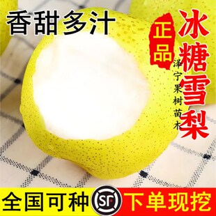 梨树果苗新品种正宗嫁接冰糖雪梨香梨苹果猕猴桃树苗地栽当年结果