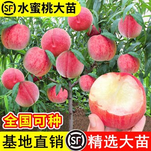 阳山水蜜桃树苗嫁接黄桃树当年结果南方北方种植桃树果苗