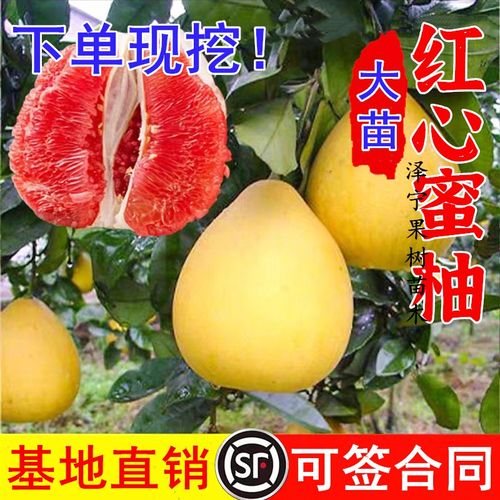 琯溪红心蜜柚苗 正宗红肉蜜柚苗 红心蜜柚树苗 嫁接红心柚子树苗