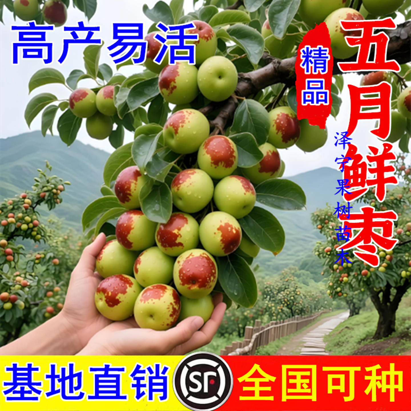 极早熟鲜枣苗五月鲜枣树苗 嫁接枣子树苗 南方北方种植当年结果