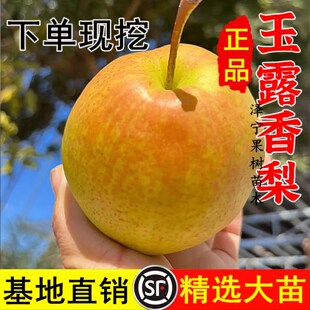 嫁接山西玉露香梨树苗盆栽庭院地栽雨露特大酥梨苗南北方种植果苗