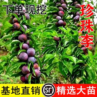 珍珠红李苗 嫁接李子苗 龙滩珍珠李树苗 当年结果包邮南北方种植