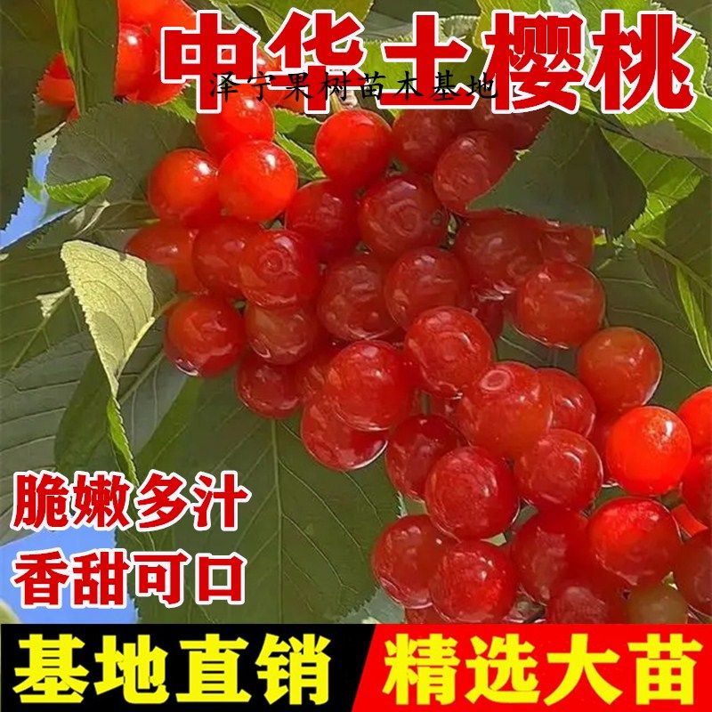 樱桃树大樱桃苗南北方中华小土樱桃车厘子红妃果苗盆栽种植庭院,鲜花速递/花卉仿真/绿植园艺,果树,淘宝优惠券,粉丝福利购,淘宝优惠卷
