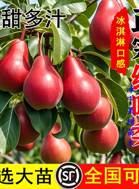 嫁接梨树苗南北方种植盆栽地栽庭院阳台当年结果美国红啤梨树果苗