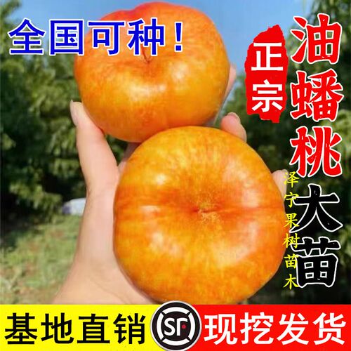 蟠桃树果苗嫁接中油蟠7-7彩虹油蟠桃苗中油蟠9号桃树果苗7-6蟠桃