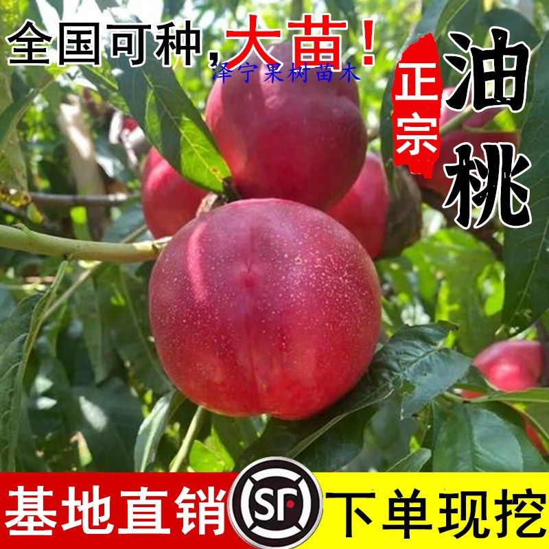 油桃树果苗新品种桃子活苗南北方种植早熟特大号盆栽嫁接当年结果