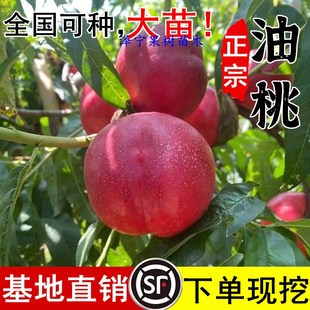 油桃树果苗新品种桃子活苗南北方种植早熟特大号盆栽嫁接当年结果