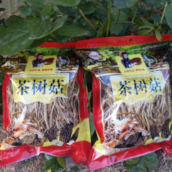（挑选过）古田农产干货茶树菇不开伞茶薪菇500g新货菌菇包邮无硫