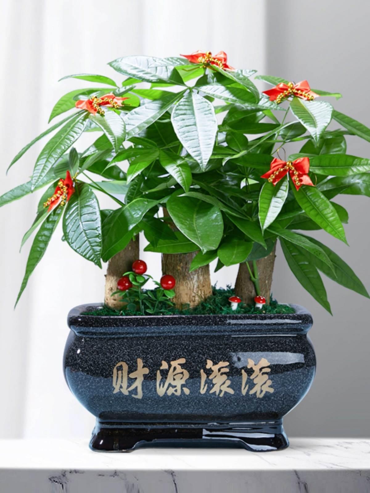 财盆树开业乔迁送礼招财栽植物花卉室内吸甲醛包邮绿发植小盆景