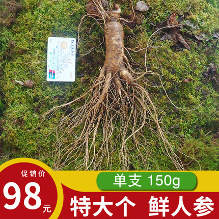 （单支3两）长白山新鲜人参特大东北人参生人参泡酒人参大个150g