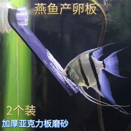 燕鱼产卵板吸盘稳定牢固