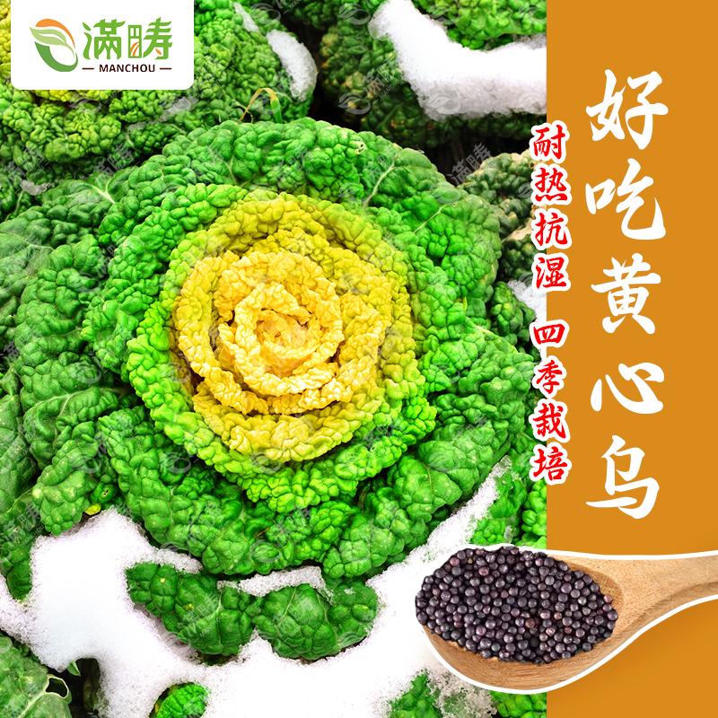 好吃黄心乌菜种子淮南乌塌菜种籽雪里金花蔬菜孑白菜黑菜乌塔菜籽