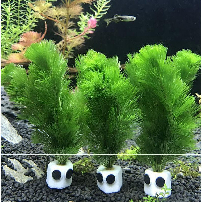 鱼缸里种水草价格 鱼缸里种水草图片 星期三