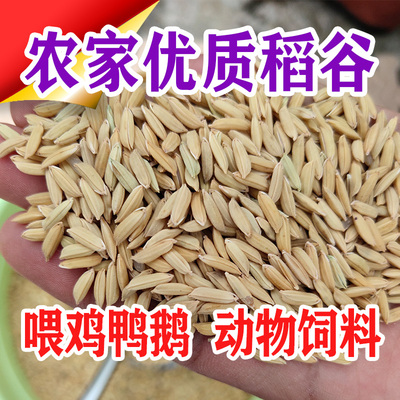 谷子水稻稻子带壳大米粮食稻谷带壳杂粮喂鸡鸭鹅鸽鸟仓鼠宠物饲料