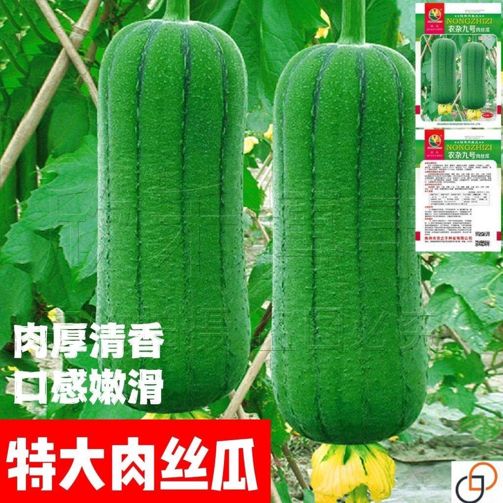短棒肉丝瓜新鲜甘甜丝瓜水瓜蔬菜下奶长香丝瓜赠品四季丝瓜籽种