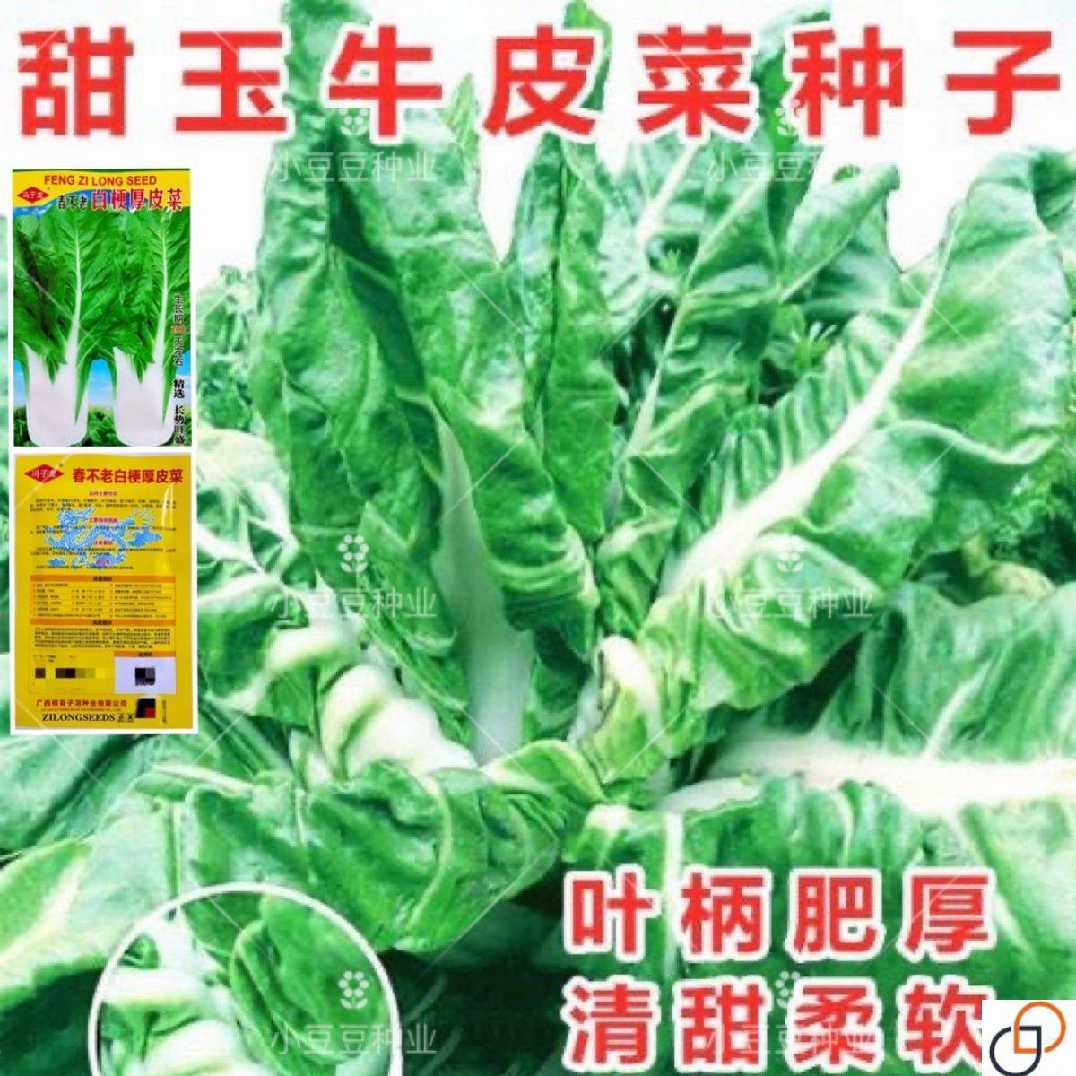 甜玉牛皮菜种子叶柄肥厚耐抽苔清甜柔软四川秋冬季田园蔬菜种籽孑