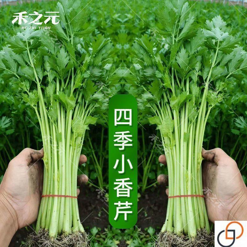 四季小香芹种子耐热芹菜苗种籽春秋季易种青菜籽蔬菜种孑农家菜籽
