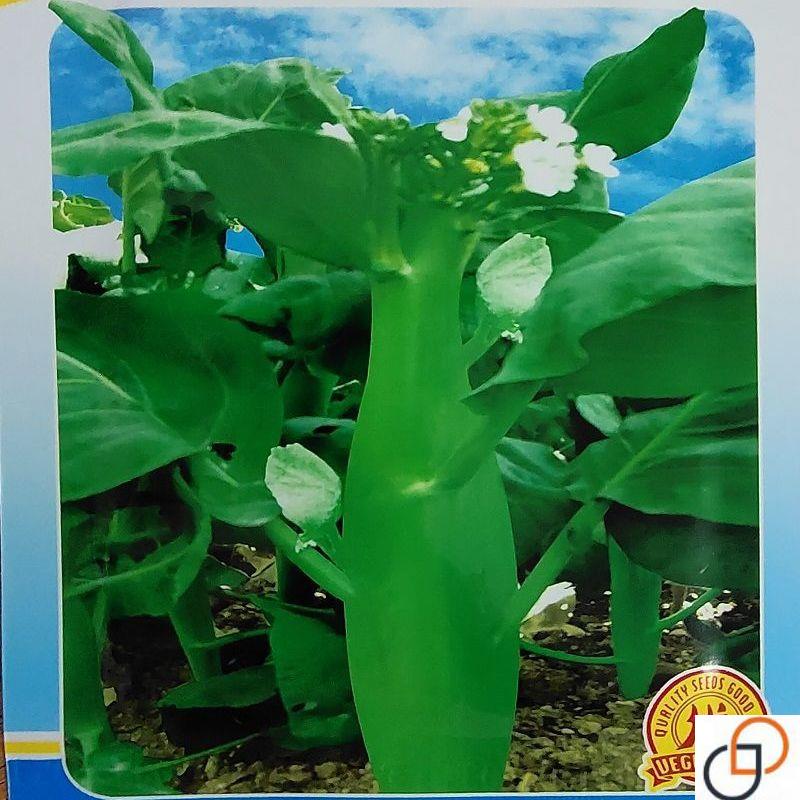 大心天芥兰种子甜脆芥兰心种子芥蓝种子中迟芥兰蔬菜种子白花芥兰