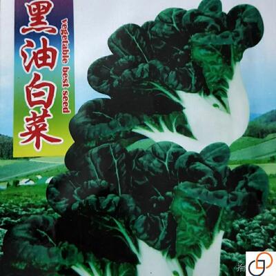 黑油白菜种子乌油冬种籽奶白菜乌塌小白菜秋冬季春四季播蔬菜种孑