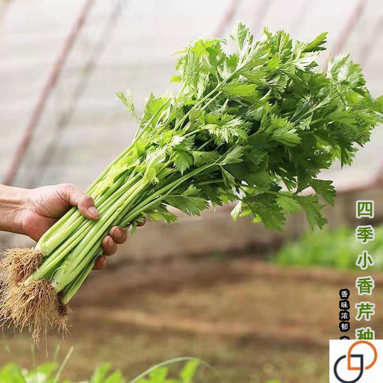 四季小香芹种子脆嫩西芹阳台玻璃脆芹黄心芹四季蔬菜种孑盆栽种籽