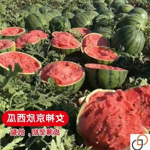 京欣西瓜种子早熟优质丰产农科院北京大兴大西瓜种籽东北地雷瓜西
