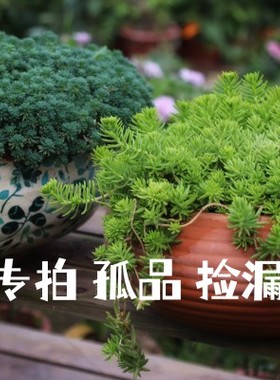 手工陶盆 花园 摆件福利 孤品捡漏 直播专拍链接（不参加满减）