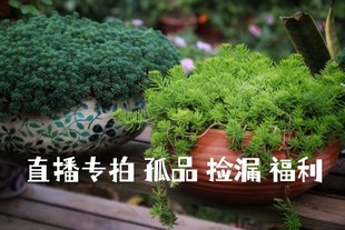 手工陶盆 花园 摆件福利 孤品捡漏 直播专拍链接(不参加满减)