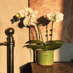 小花农 清仓绿色釉面圆桶花盆13*11 内口10.5