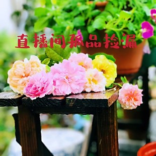 手工粗陶 孤品 瑕疵品捡漏链接(不参加满减)