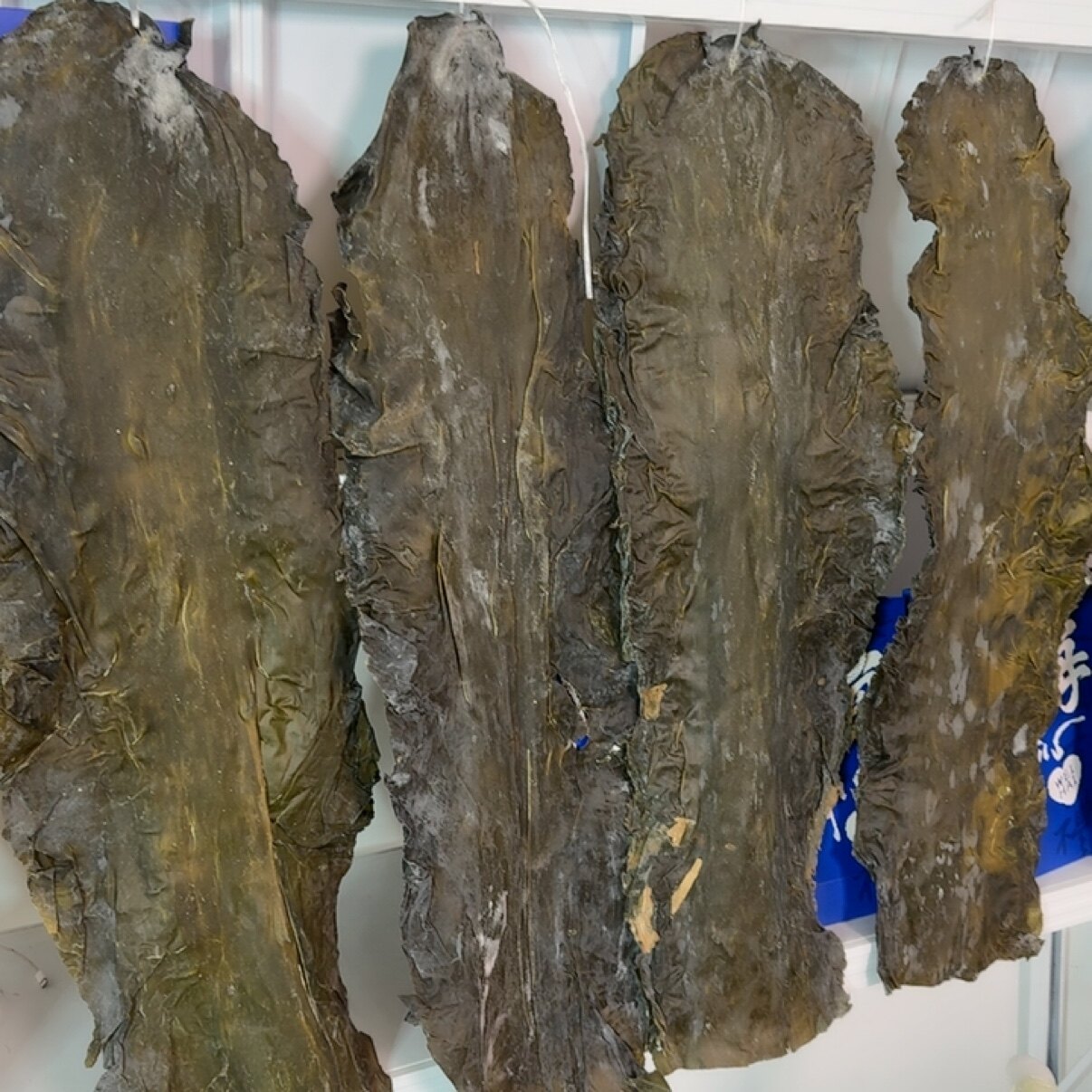 烟台大钦岛海带  昆布 特厚 没有泥没有沙图片