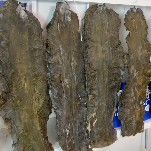 烟台大钦岛海带  昆布 特厚 没有泥没有沙