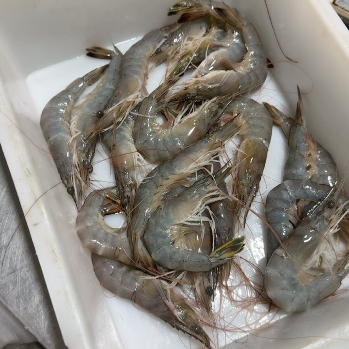 渤海湾 小对虾 3斤图片