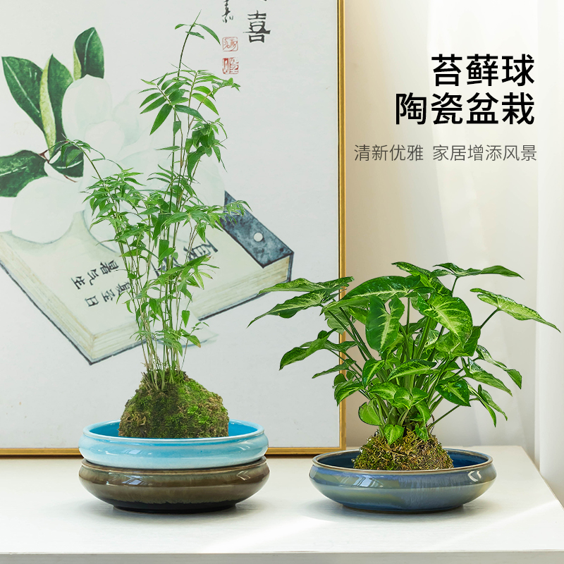 中式米竹苔藓球专用花盆室内袖珍椰子绿植水培盆景陶瓷摆件大小号