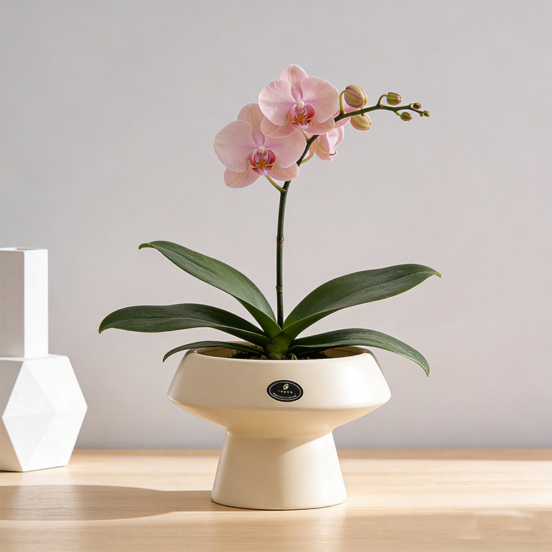蝴蝶兰专用陶瓷花盆北欧奶油风家用简约轻奢阳台绿植盆栽装饰摆件,鲜花速递/花卉仿真/绿植园艺,花盆,淘宝优惠券,粉丝福利购,淘宝优惠卷