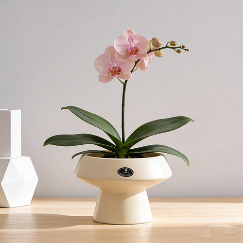 蝴蝶兰专用陶瓷花盆北欧奶油风家用简约轻奢阳台绿植盆栽装饰摆件