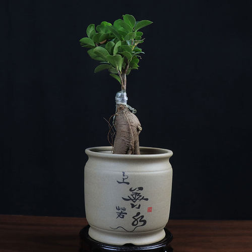 多肉花盆老桩发财树特价清仓创意室内桌面中国风粗陶透气陶瓷盆景 - 封面