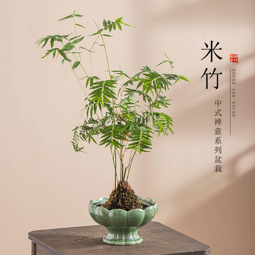 中式米竹苔藓球托盘花盆陶瓷简约家用阳台桌面摆件水培容器植物盆