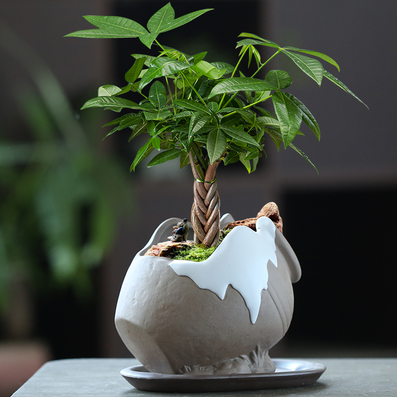 复古紫砂花盆发财树盆带托盘客厅文竹老桩绿植粗陶缺口透气盆景盆