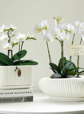 蝴蝶兰专用花盆大号家用长方形兰花绿植简约白色阳台客厅花盆带托