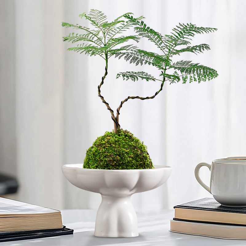 陶瓷花盆蓝花楹专用欧式简约高脚水培花盆黑白无孔桌面果盆茶点盆