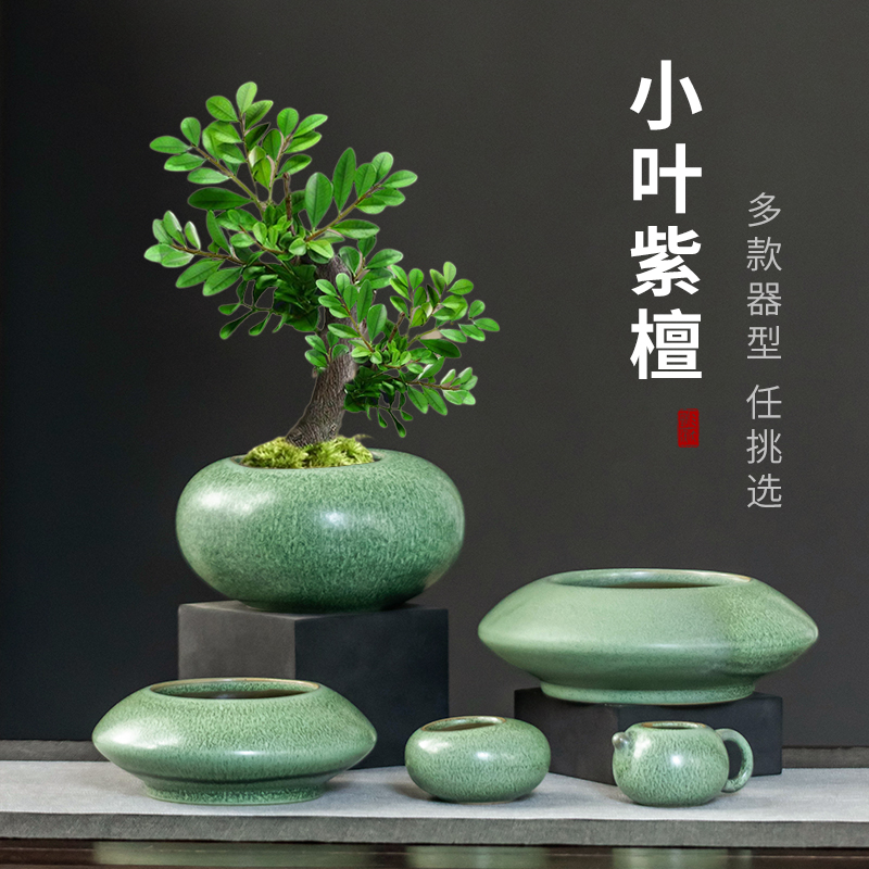 小叶紫檀陶瓷花盆中式家用有孔小号创意室内客厅桌面盆栽四季好养