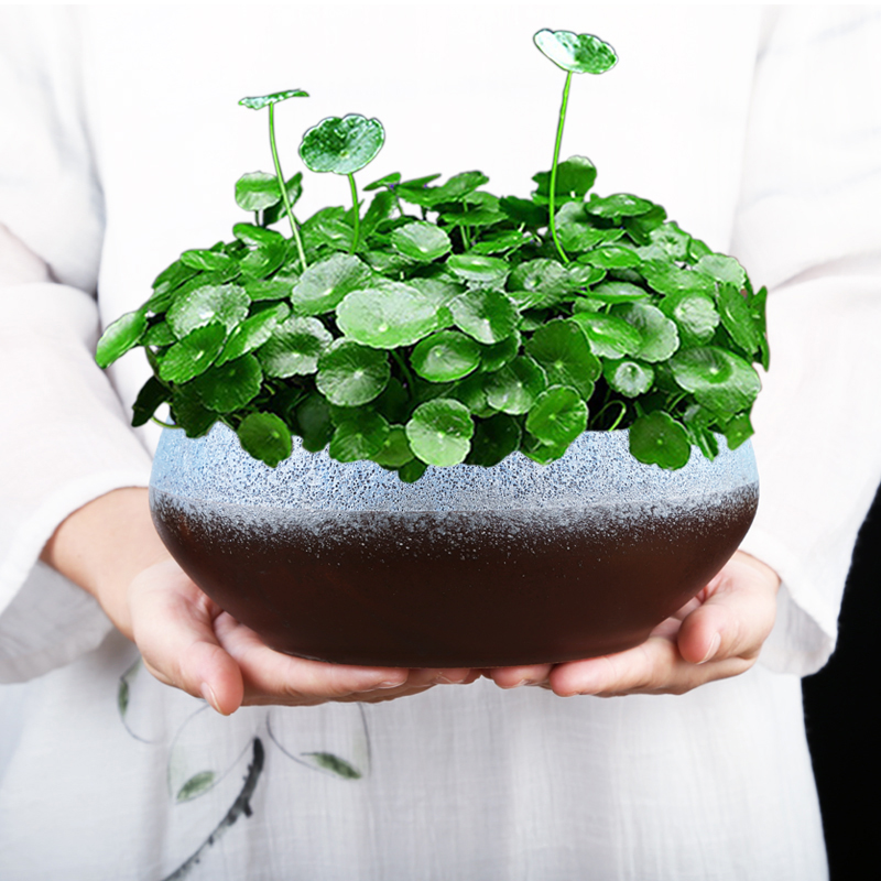 铜钱草花盆水仙花碗莲盆无孔金钱陶瓷特价清仓水培大号复古简约