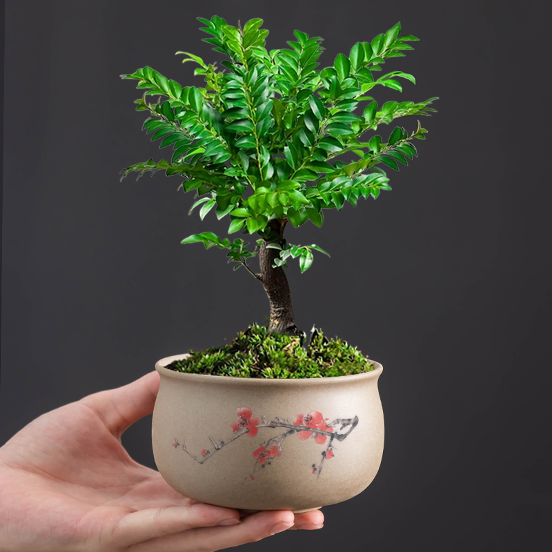 简约粗陶小叶紫檀花盆家用陶瓷小盆栽底部有孔透气好客厅阳台物件